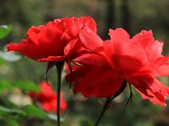 -人民公园(罗湖区)