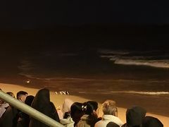 -企鹅岛