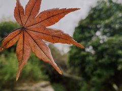 -桃花岛景观公园