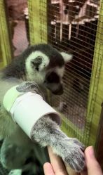 -Zoolung Zoolung动物主题公园(海信广场店)