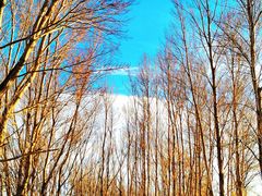 -野鸭湖国家湿地公园