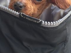 -PETKIT小佩宠物(昭化店)