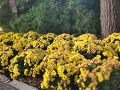 -燕郊植物园