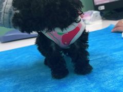 -欧奕国际动物医院