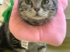 -李小姐の猫咖啡馆(五角场店)