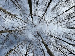 -原山国家森林公园