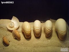 -亚龙湾中心广场·贝壳馆