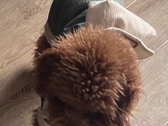 -天宠宠物医院24小时·急重症诊疗中心·全科·腔镜特色(和平分院)