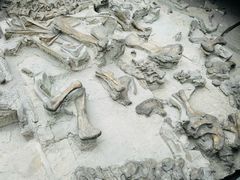 -自贡恐龙博物馆