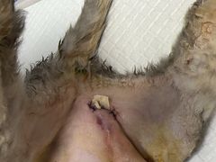 -纳吉亚猫专科动物医院博雅分院