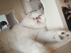 -Cappucimeow猫咪咖啡馆(韦伯时代店)