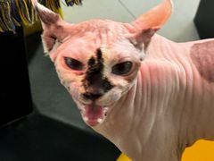-平行世界·猫咖(首经贸店)
