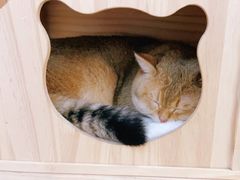-柴迷FANS CLUB·柴犬狗咖·猫咖
