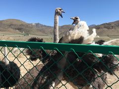 -新疆天山野生动物园