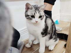 -李小姐の猫咖啡馆(五角场店)