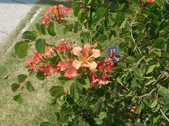 -东莞植物园