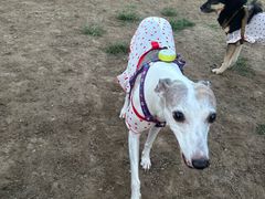 -爪吧宠物乐园 (温榆河示范区店)