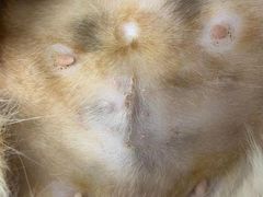 -瑞派·关忠动物医院·猫专科·犬专科(三环新城店)