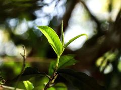 -华祥苑茶馆•国缤茶小蓝罐(普罗旺斯店)