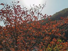 -环翠峪风景区
