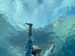 -涛·海底餐厅·美人鱼·自助餐·海底隧道(三亚海棠湾洲际度假酒店)