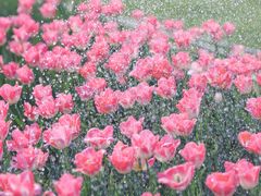 -花博汇(知音花月夜)