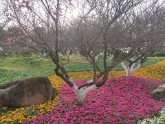 -秀丽东方