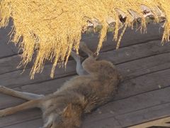 -青藏高原野生动物园