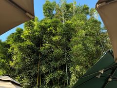 -MAP CHA普洱茶馆(翠湖店)