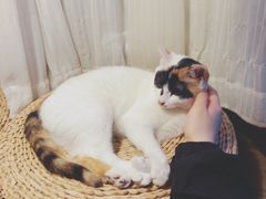 -猫猫幼稚园·撸猫·桌游·电玩