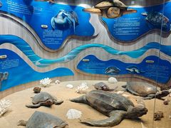 -广东惠东海龟国家级自然保护区