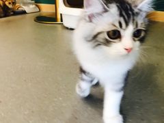 -飞行喵MR PILOT|猫舍·猫咖(静安大融城店)