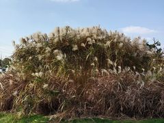 -九里河湿地公园