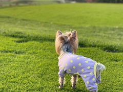 -宠福鑫康馨动物医院·骨科·眼科