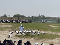 -盐城丹顶鹤湿地生态旅游区