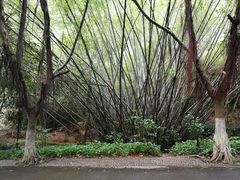 -滴水岩森林公园