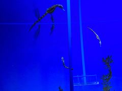 -上海海洋水族馆