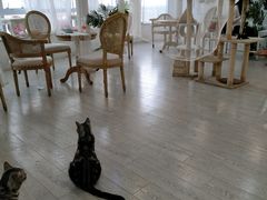 大堂-共舞时光猫咖·狗咖(新街口店)