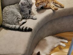 -啵啵喵·猫咖(攀华国际店)