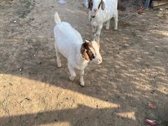 -潭柘厚院&山顶烤肉(潭柘寺店)