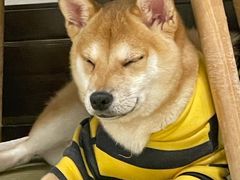 -逗柴咖啡屋·狗咖猫咖宠物桌游