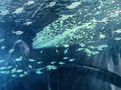 -上海海洋水族馆