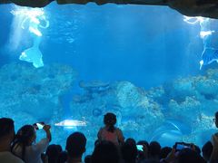 -芜湖新华联大白鲸海洋公园