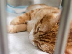 -艾吉宠物医院·疑难杂症转诊中心·猫友好(碧江路院)