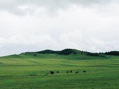 -乌兰布统草原