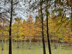 -泗洪洪泽湖湿地景区