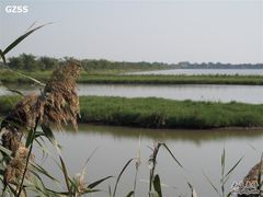 -大湾区中央湿地公园