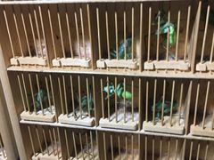 -中环花鸟鱼虫市场