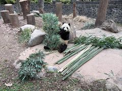 -都江堰中华大熊猫苑