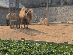 -石家庄市动物园